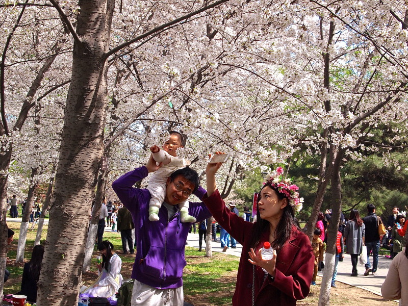 where to see cherry blossom in Beijing