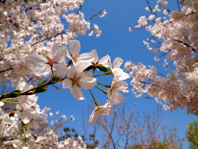 Beijing Cherry blossom