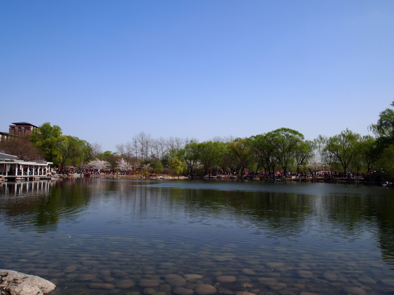 Beijing yuyuantan park blossom