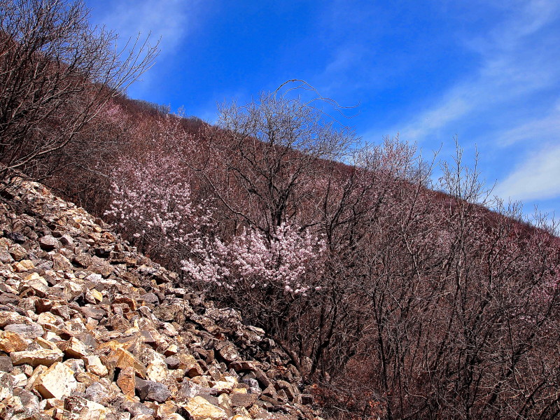 Pink blossoms Great Wall China