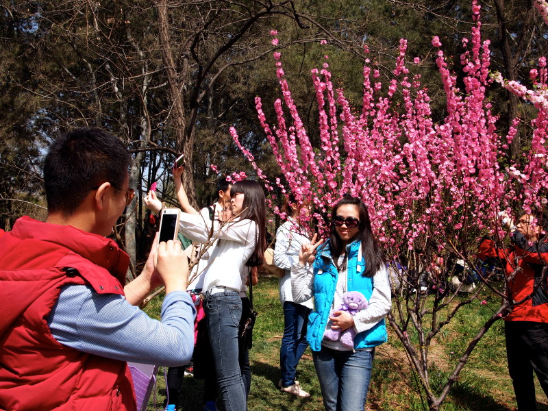 yuyuantang park cherry blossom beijing