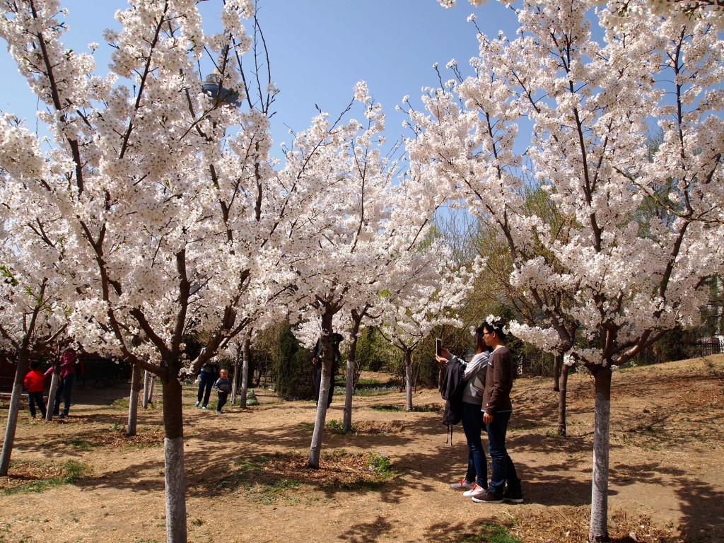 Cherry blossom Beijing China