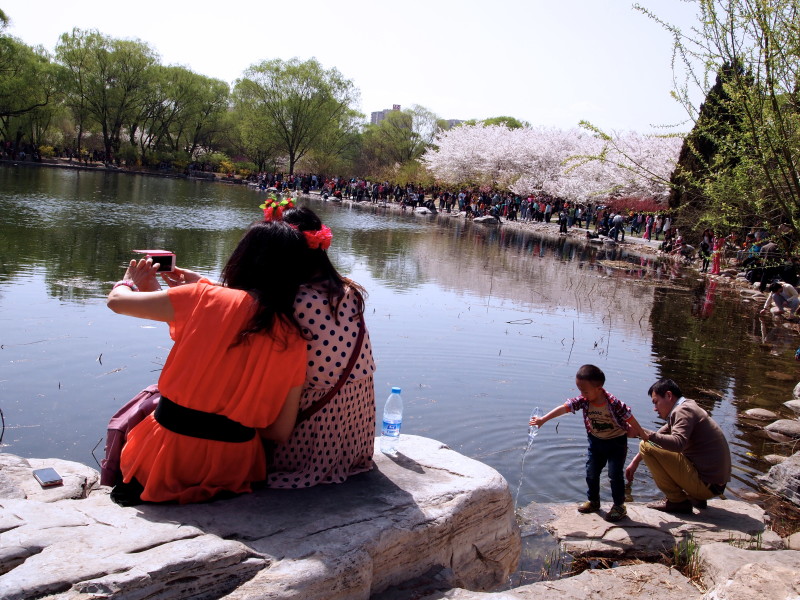 where to see cherry blossom in china