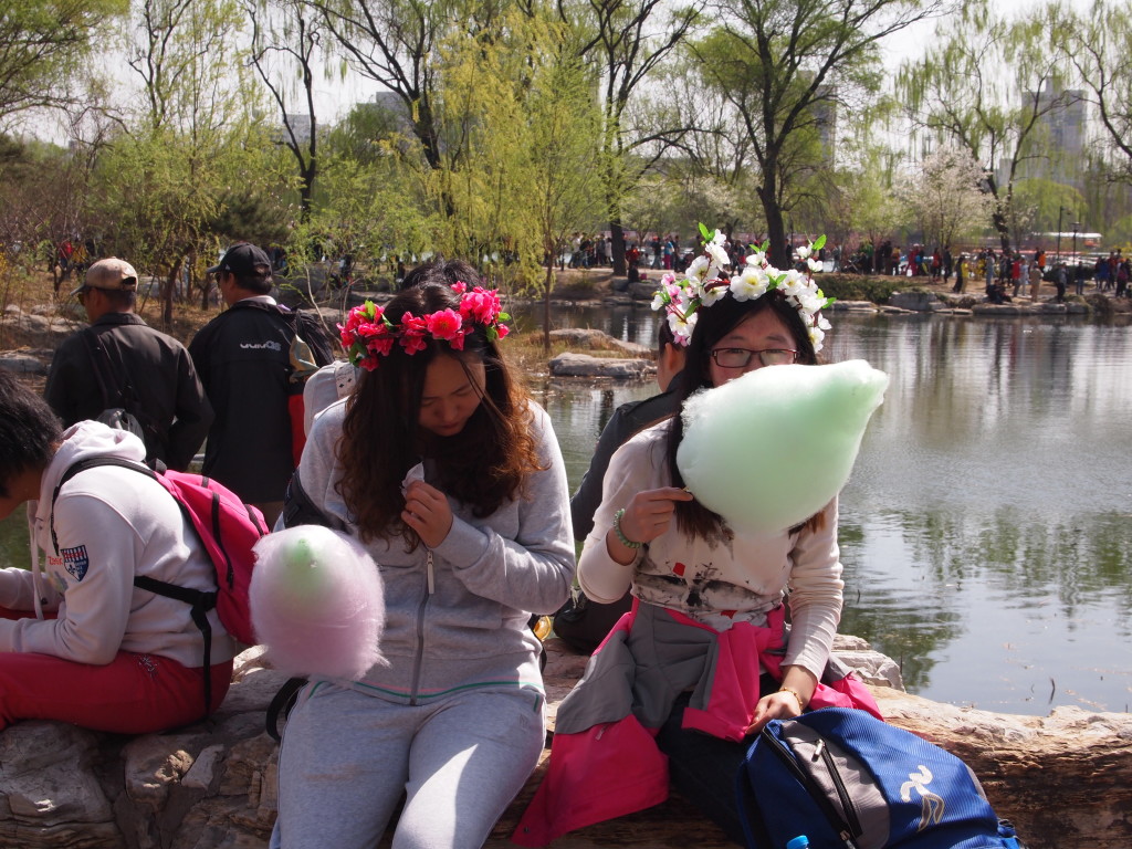 Beijing cherry blossom