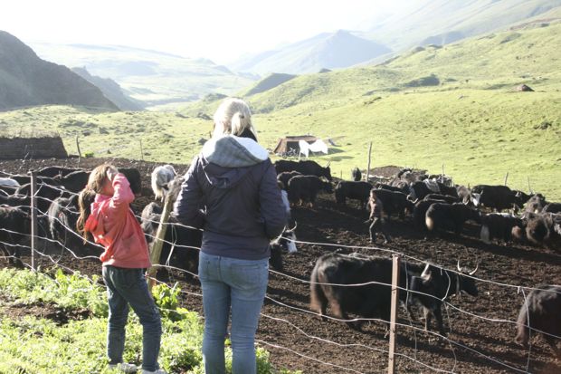 Being shown how to lasso the yak!