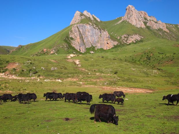 Yak in the grasslands