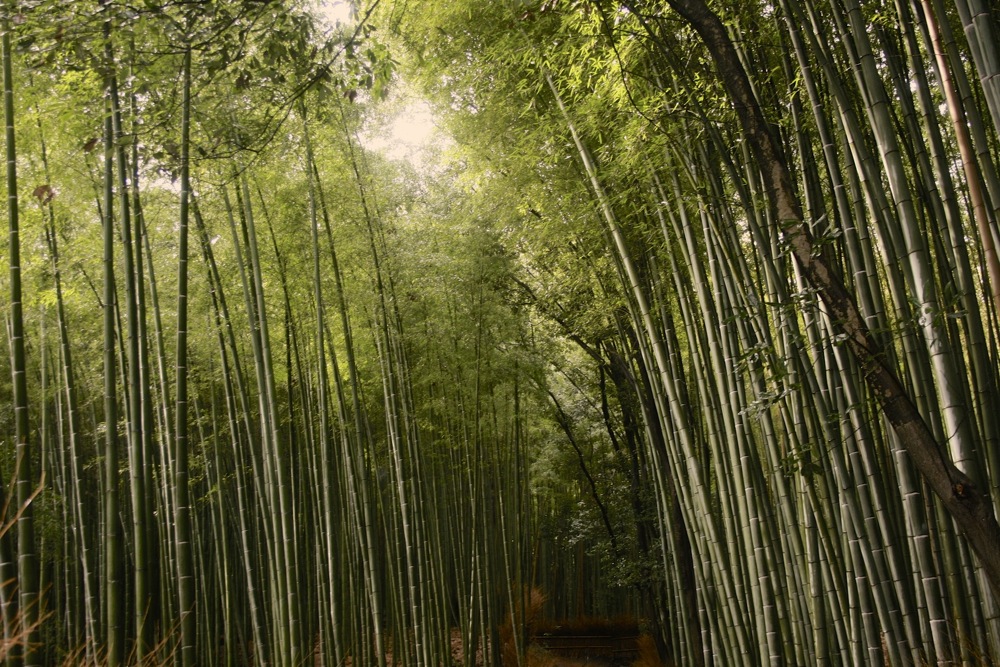 Bamboo in Kyoto