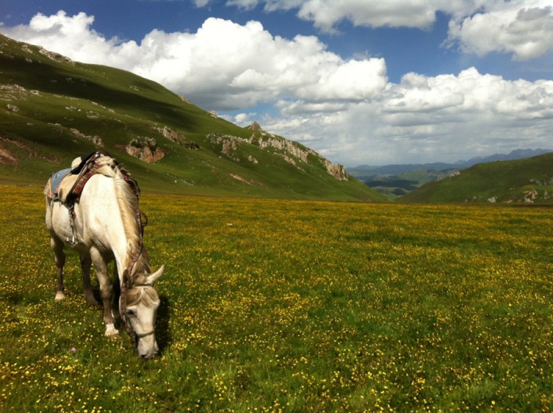 Horse on Grasslands
