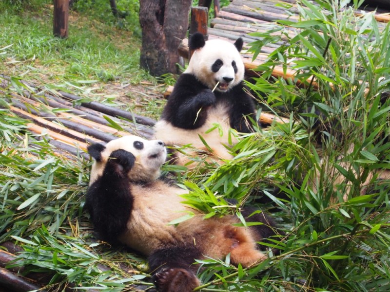 Chengdu Pandas