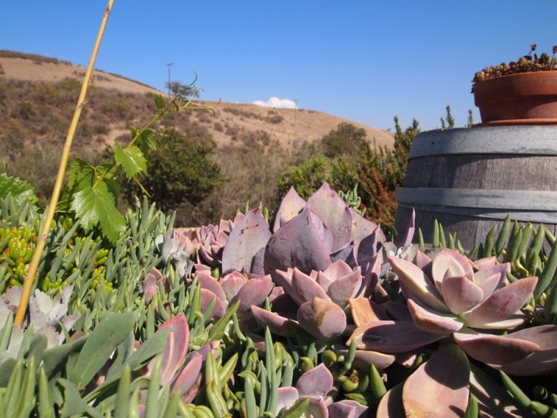 Plants Santa Barbara