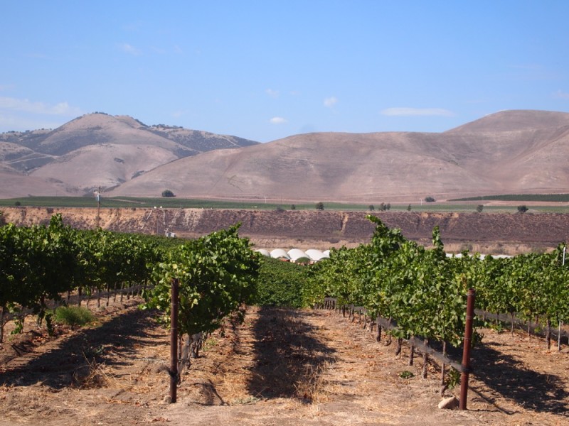 Vineyard in Santa Barbara