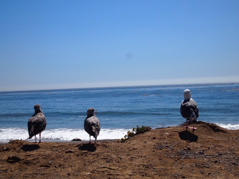 Seagulls Big Sur California