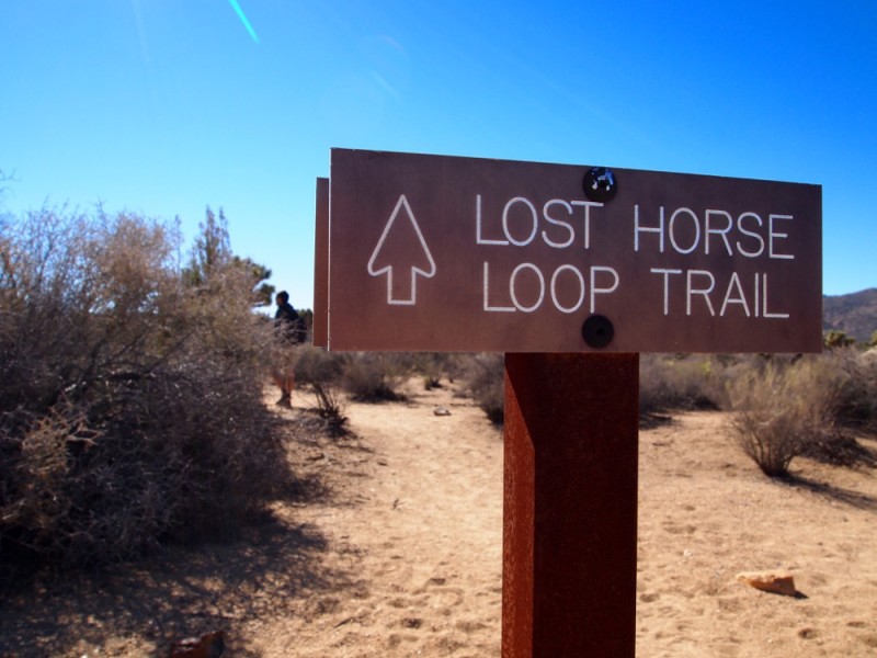 lost horse loop trail Joshua Tree National Park