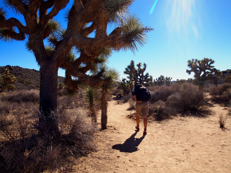 Lost horse mine trail Joshua Tree National Park 