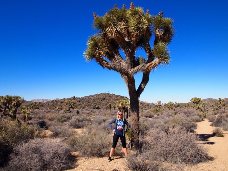 Desert Hikes Joshua Tree National Park