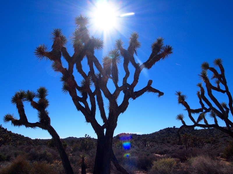 Joshua Tree