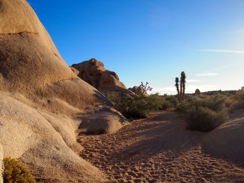 Empty Joshua Tree National Park