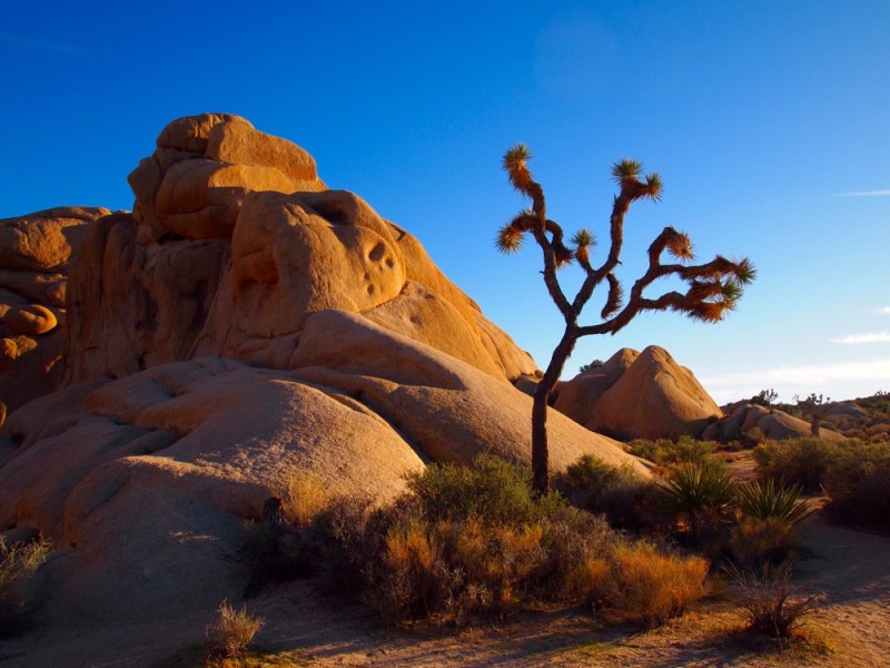 Beautiful light Joshua Tree National Park