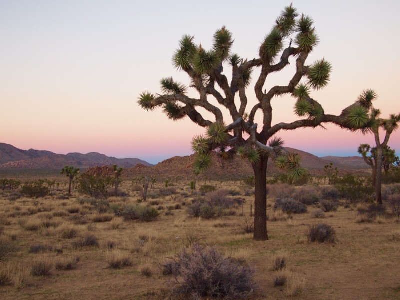 Sun Setting Joshua Tree National Park