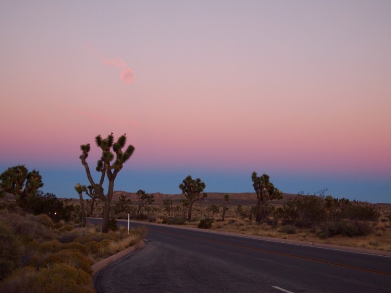 Pink Sunset Joshua Tree National Park