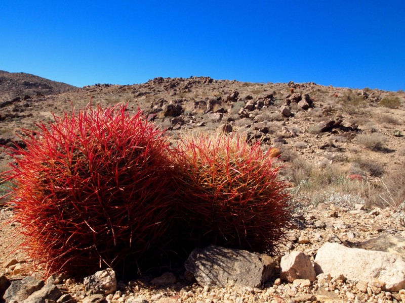 Cactus Joshua Tree National Park