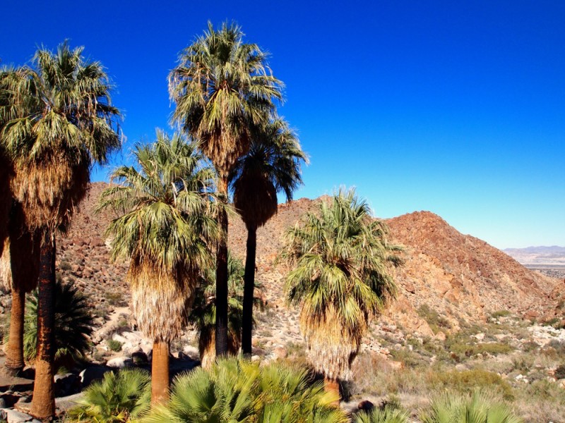 forty nine palms Oasis Joshua Tree National Park