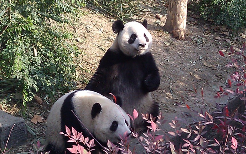  Seeing the Chengdu Pandas China