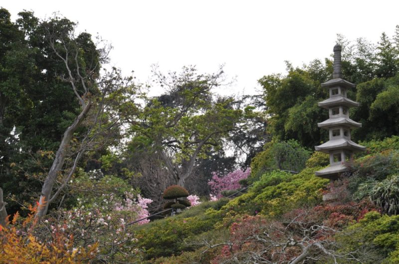 Japanese Garden Pagoda Huntingdon Library spring blossom